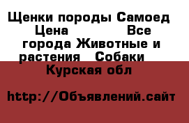 Щенки породы Самоед › Цена ­ 20 000 - Все города Животные и растения » Собаки   . Курская обл.